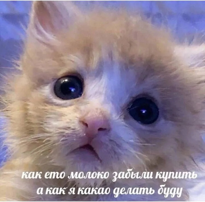 Кошичкина полиция