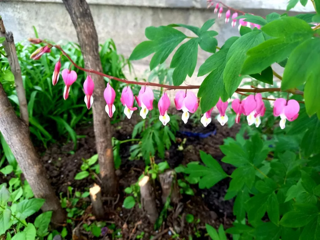 Чайная беседка