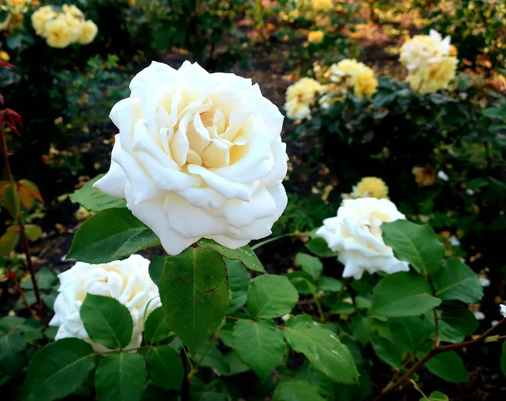 Чайная беседка