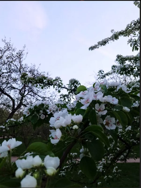 Коломенское