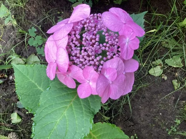 Флора