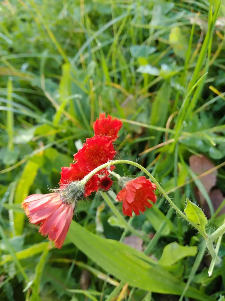 Чайная беседка