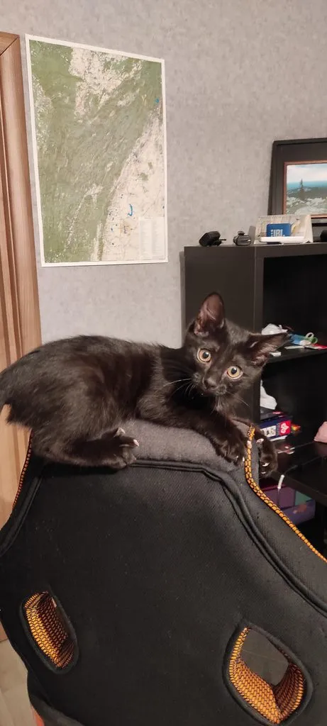 Tapтaлeтки & Ко