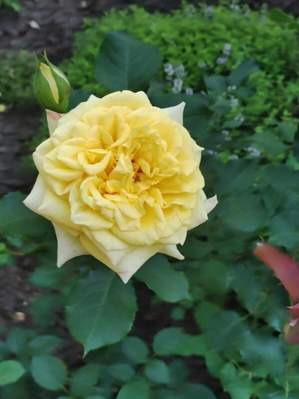 Чайная беседка