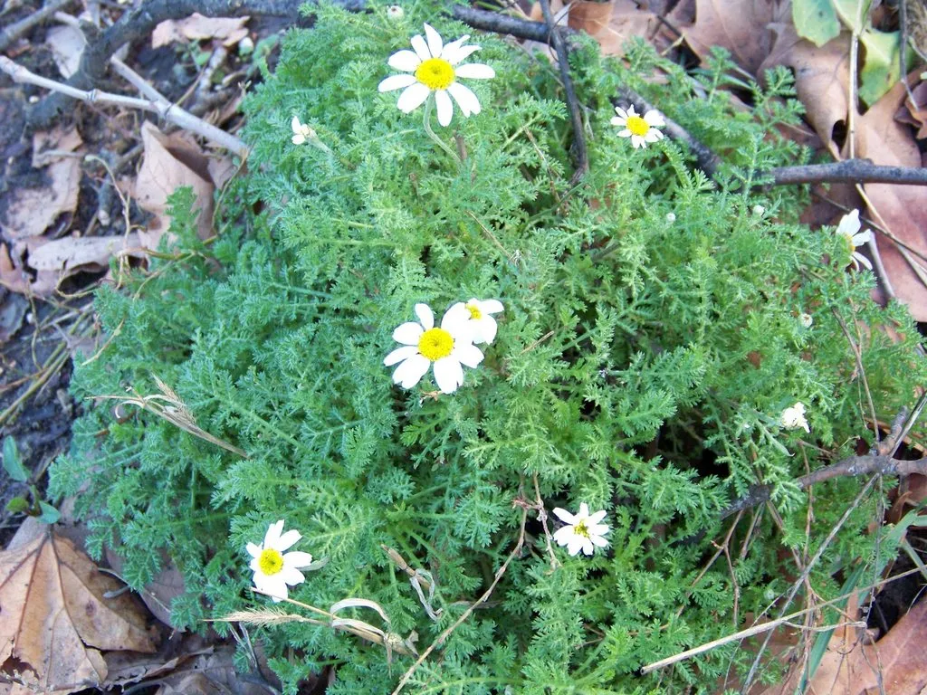 Чайная беседка