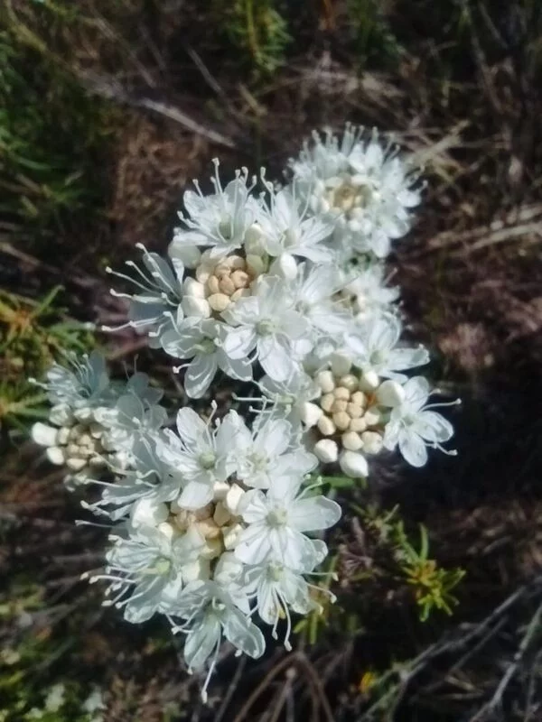 Чайная беседка