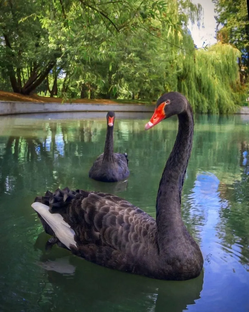 Чайная беседка