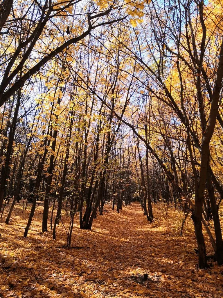 Чайная беседка