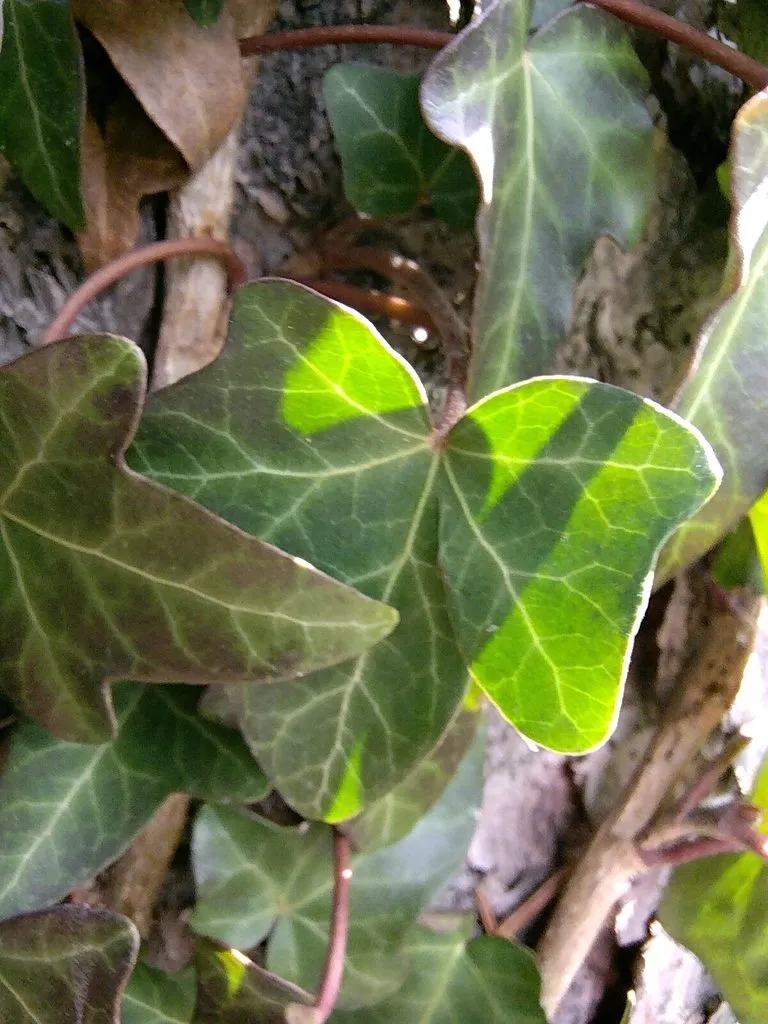 Чайная беседка