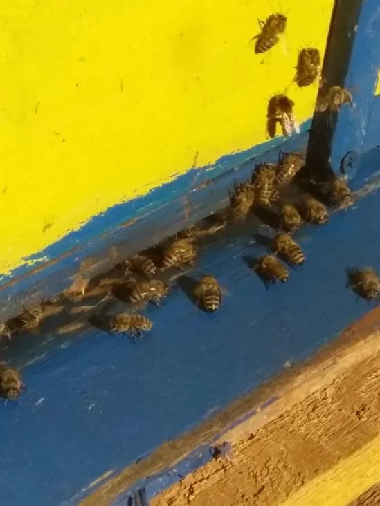 Чайная беседка