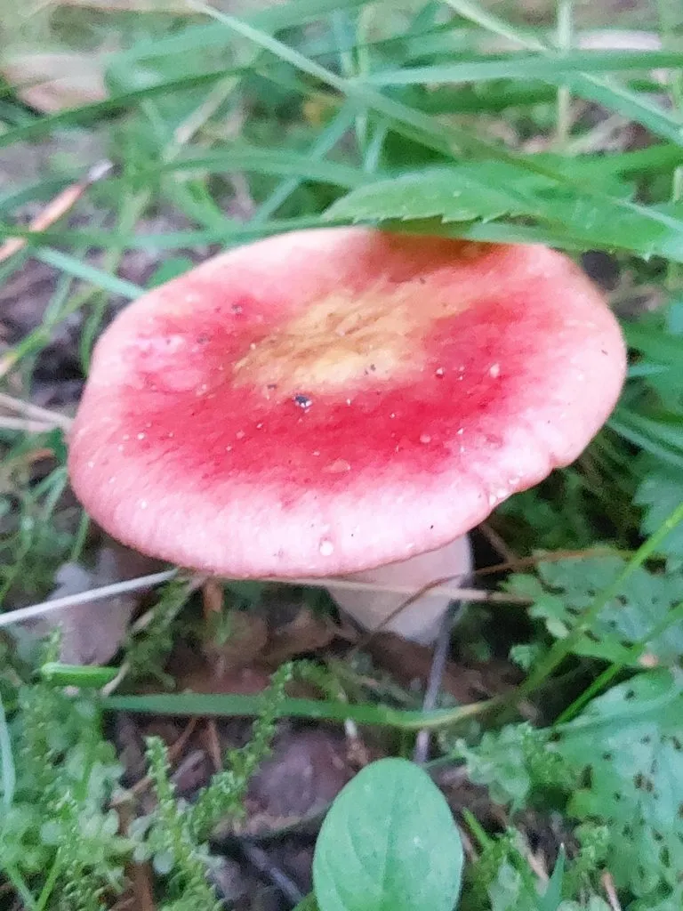 Чайная беседка