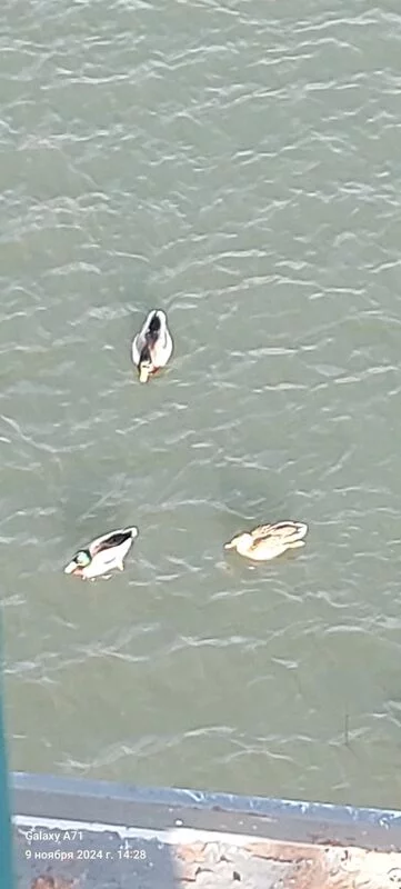 Чайная беседка