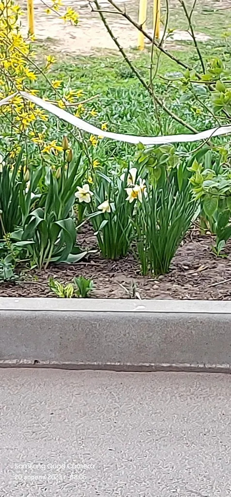 Чайная беседка