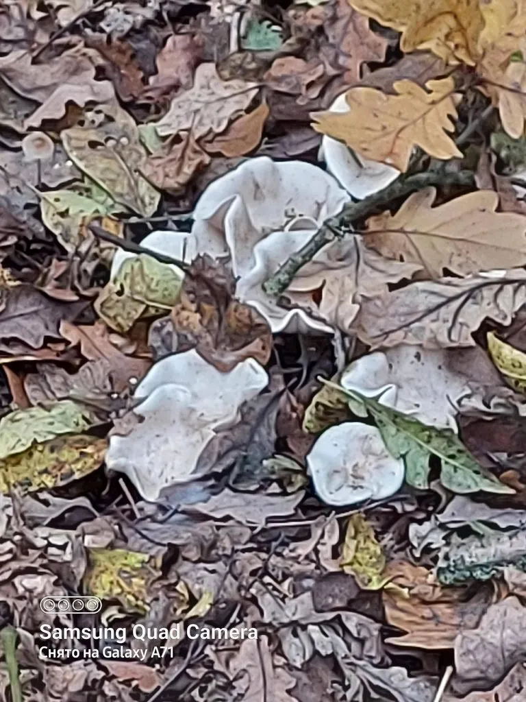 Tapтaлeтки & Ко