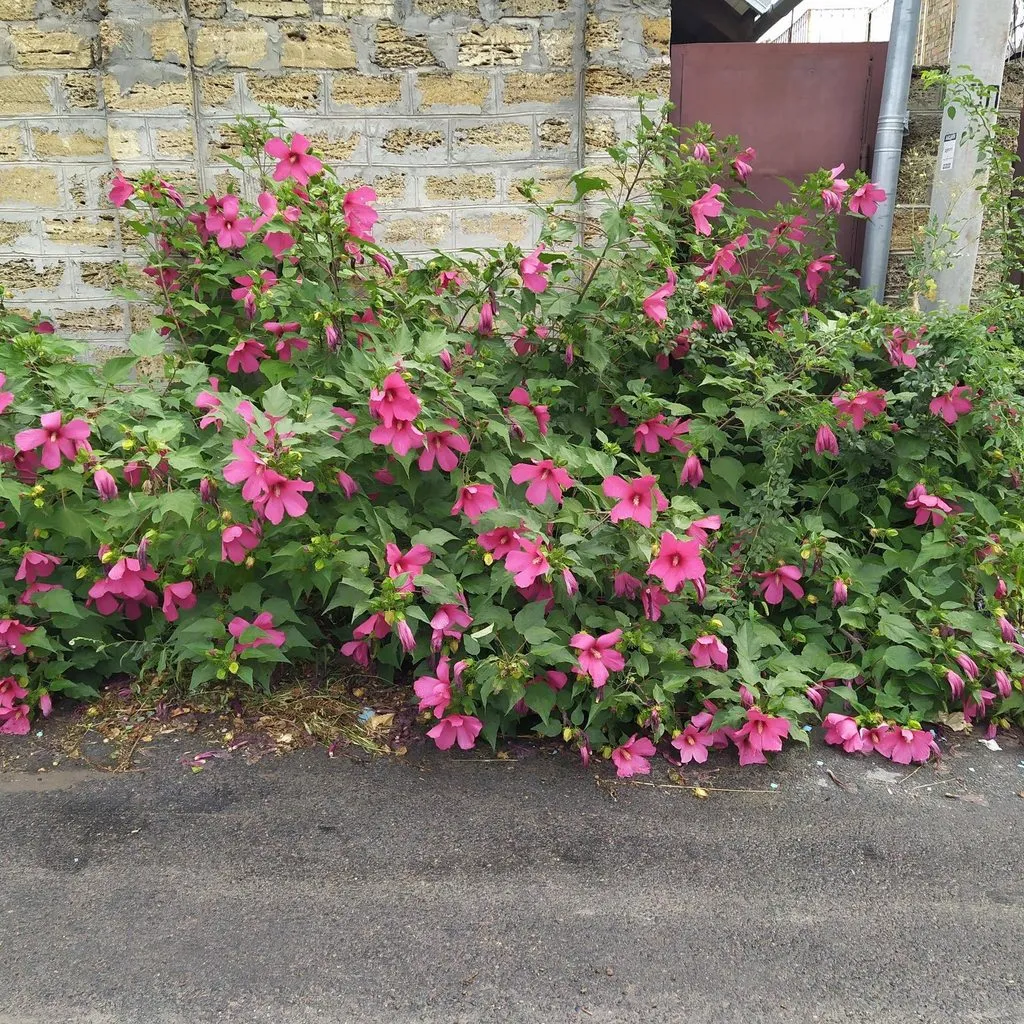 Чайная беседка