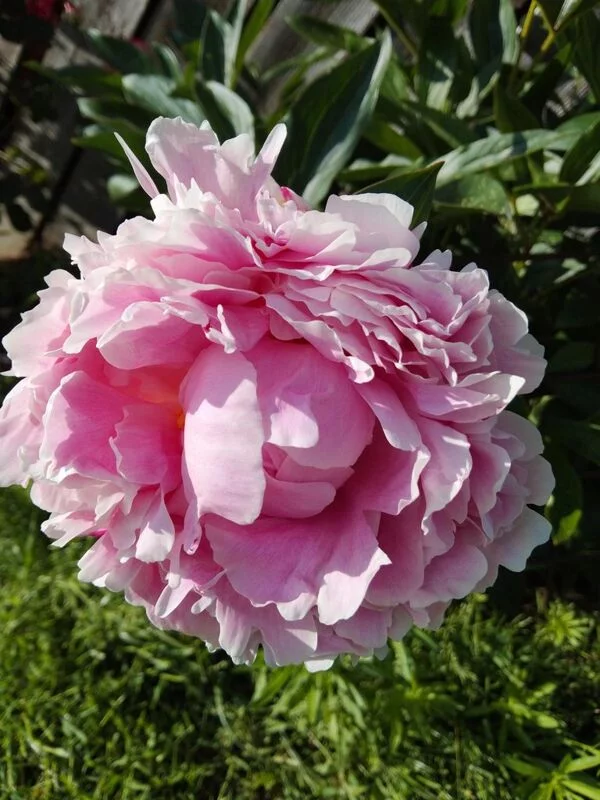 Чайная беседка