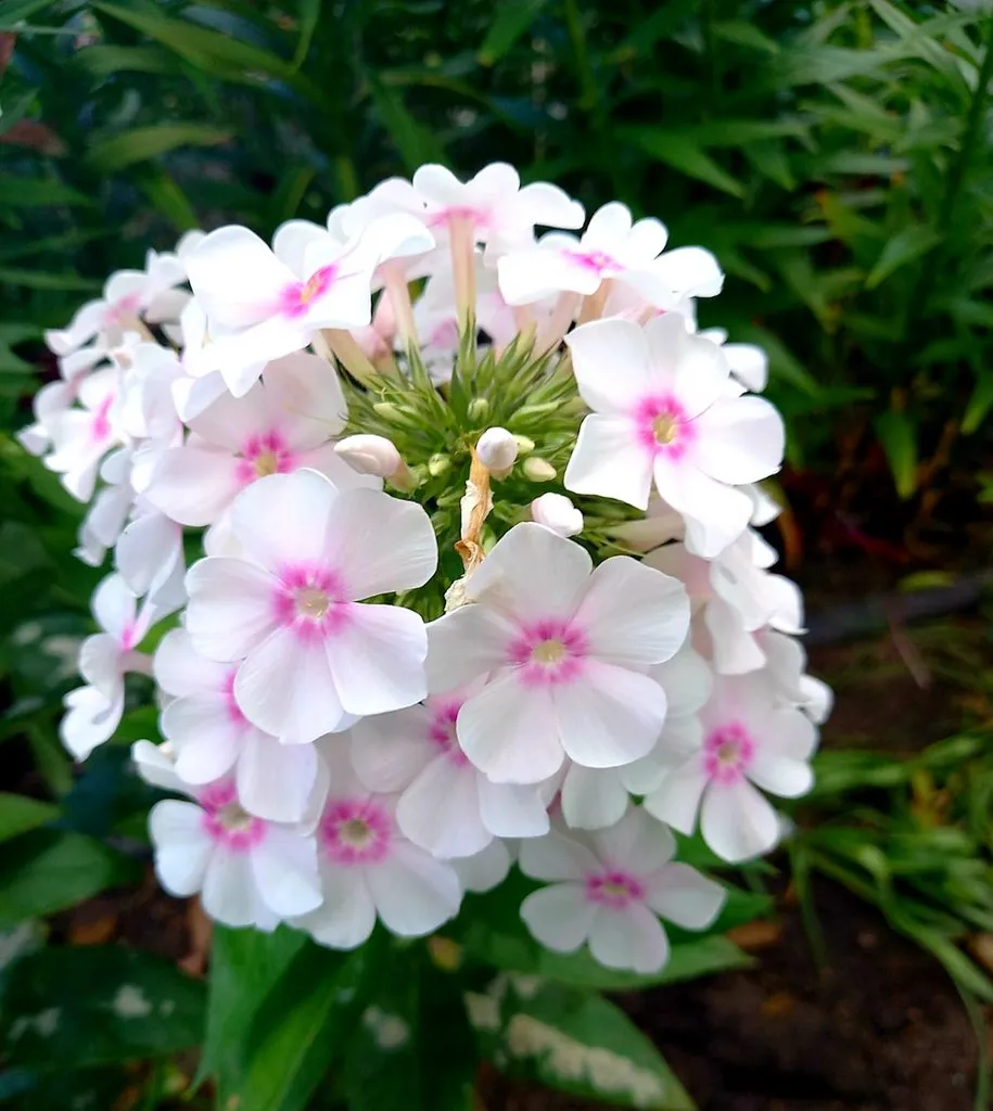 Чайная беседка