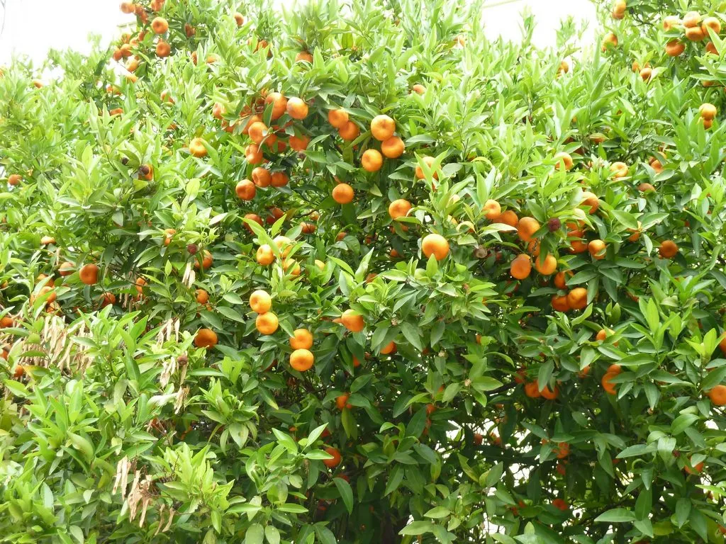 Флора