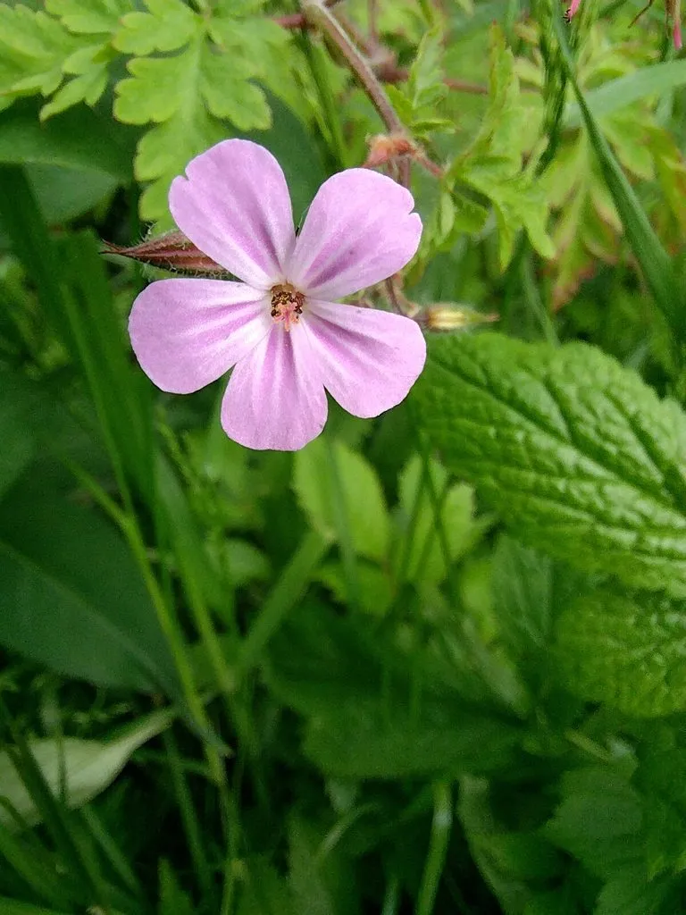 Чайная беседка