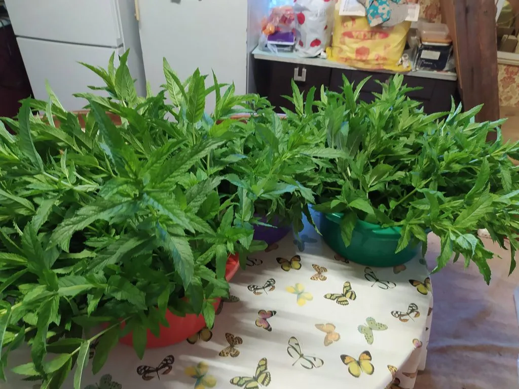 Чайная беседка