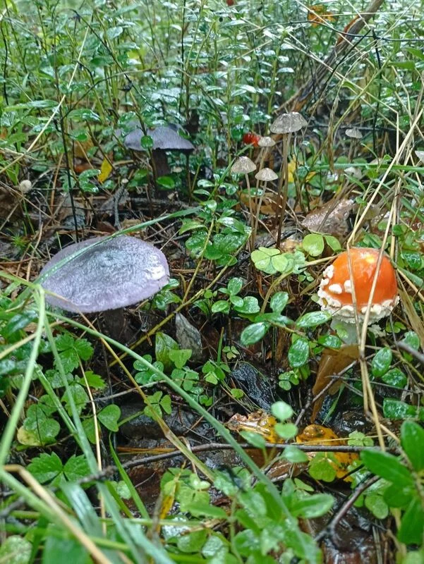 Фотонастроение