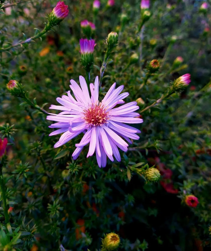 Чайная беседка