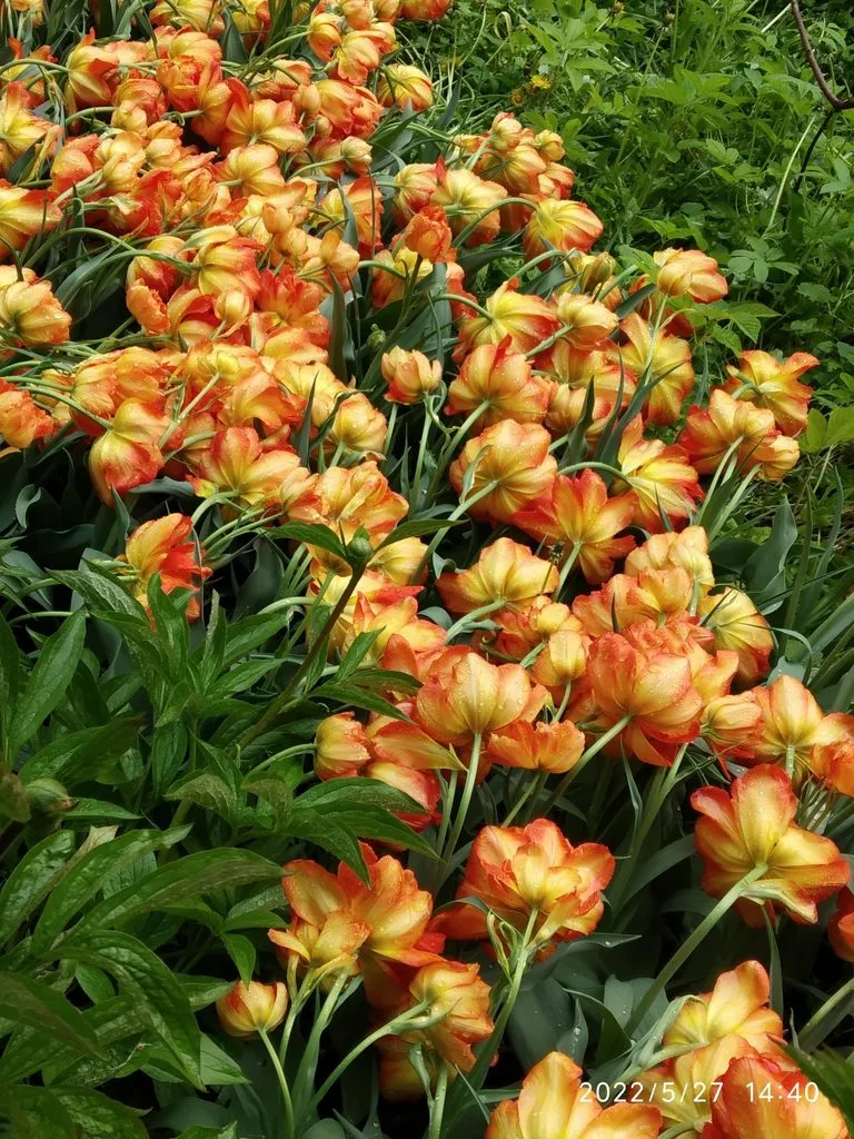 Чайная беседка