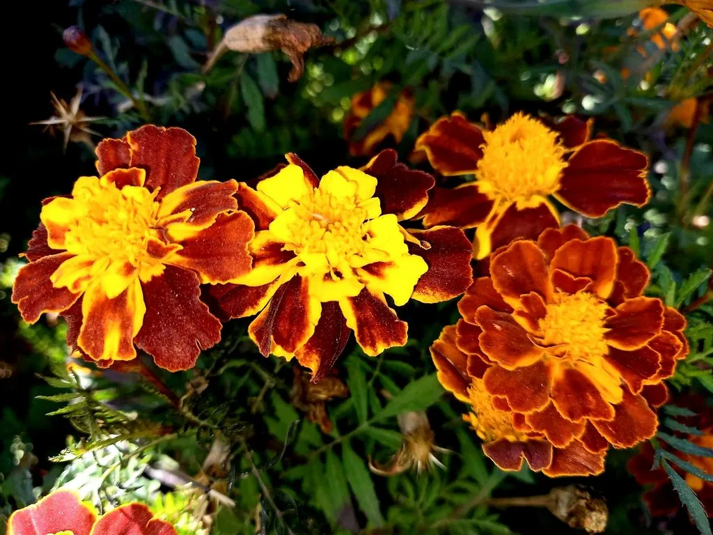 Чайная беседка