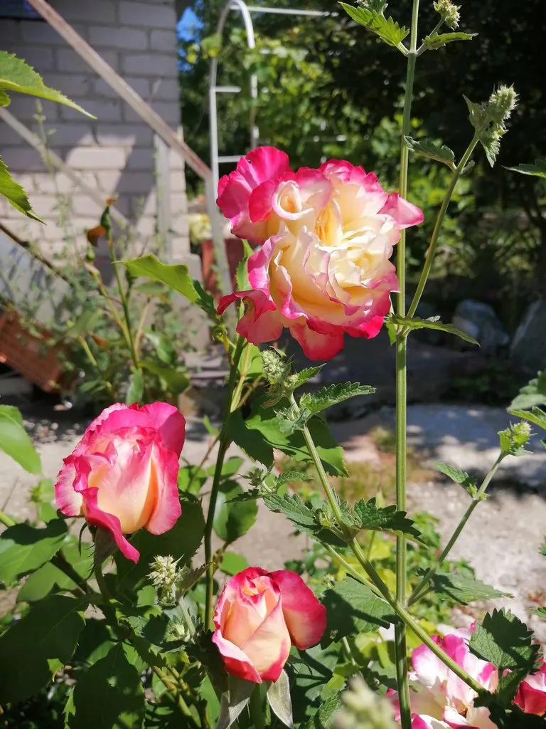 Чайная беседка