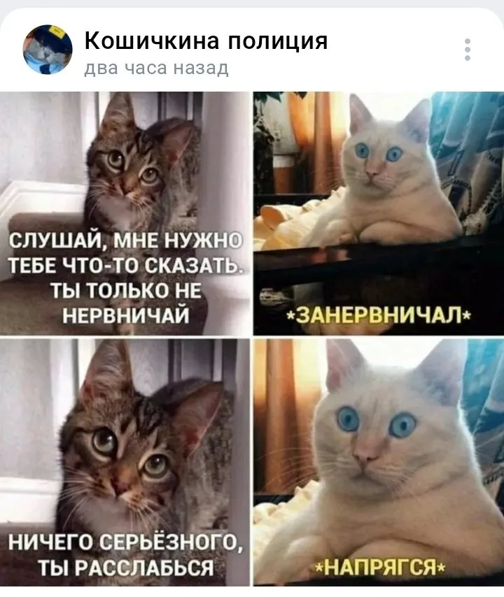Кошичкина полиция