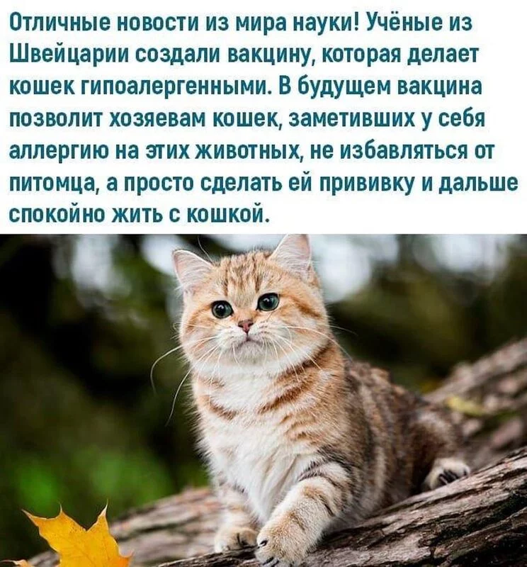 Кто сказал "Мяу"?