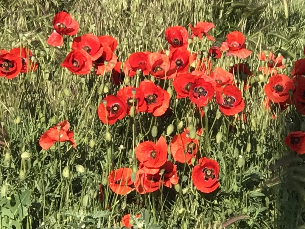 Чайная беседка