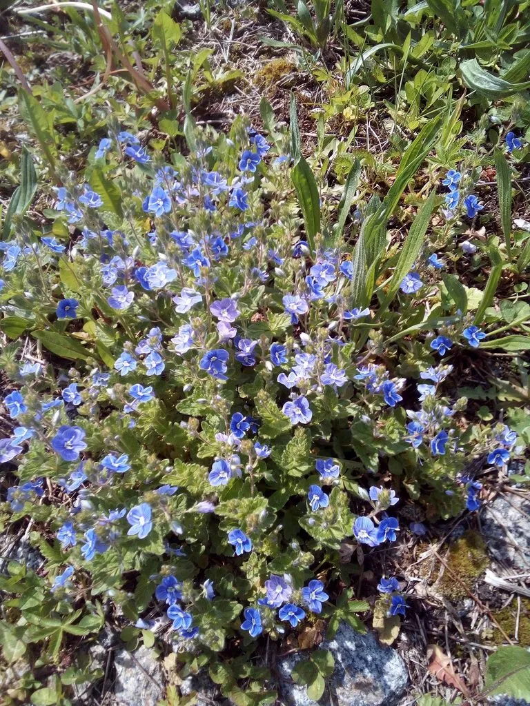 Чайная беседка