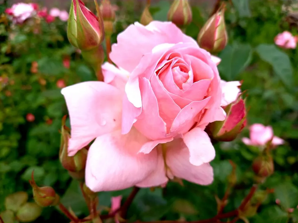 Чайная беседка