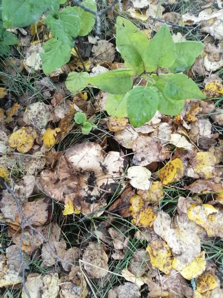 Чайная беседка