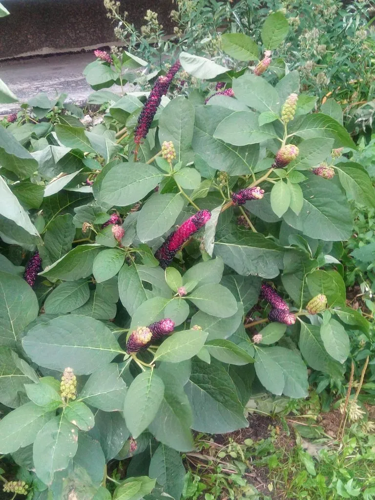 Флора