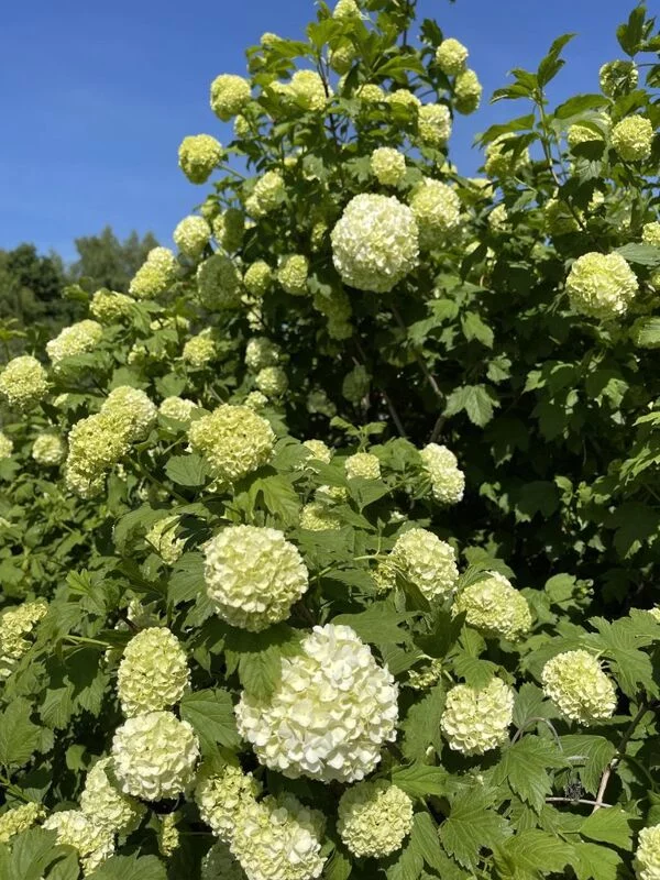 Чайная беседка