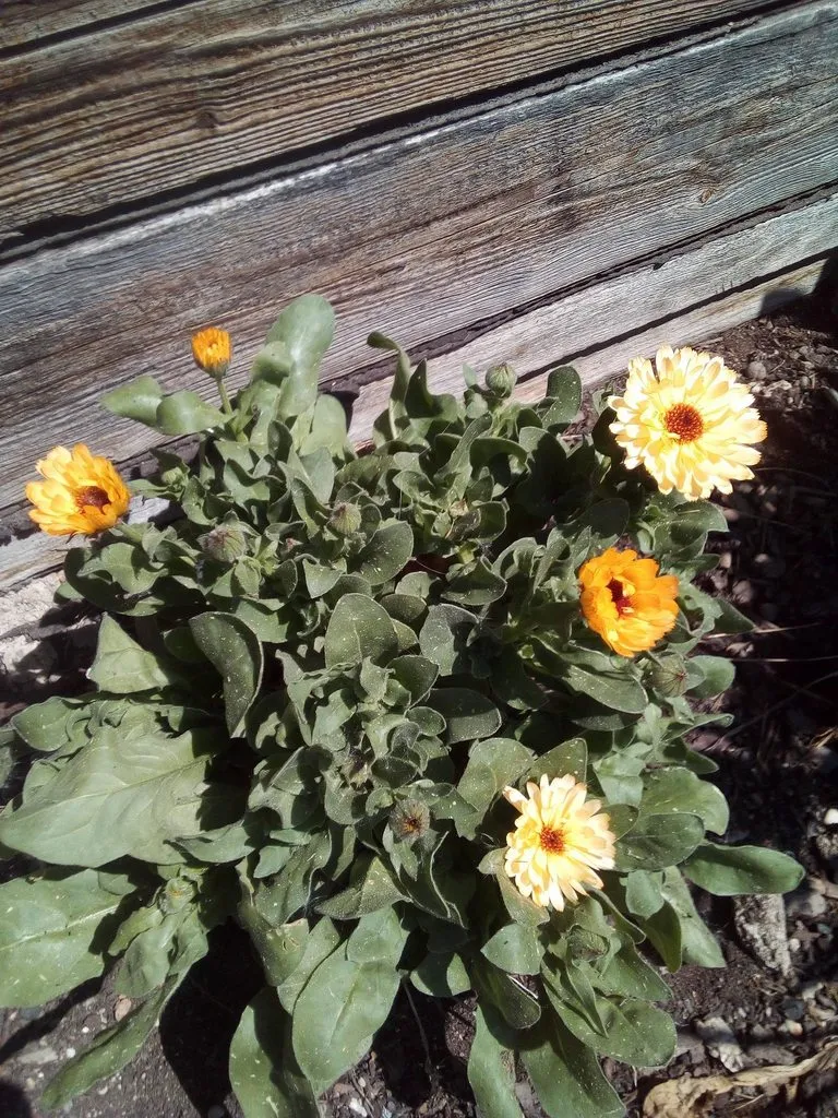 Чайная беседка