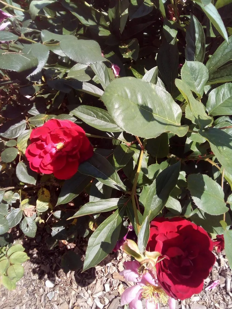 Чайная беседка