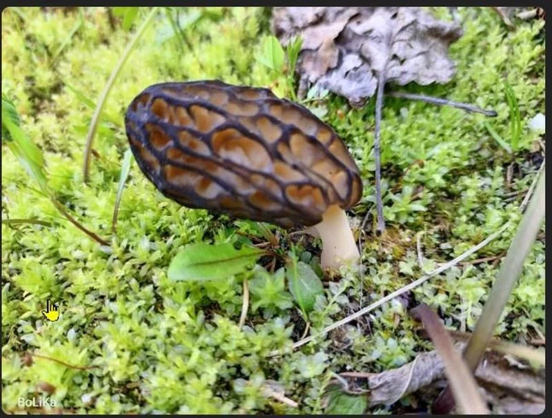 По грибы с лукошком