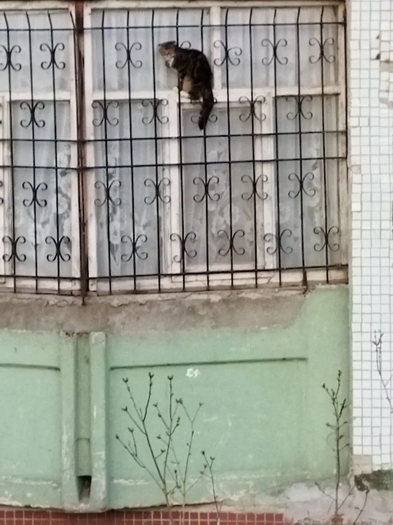 Эти забавные животные