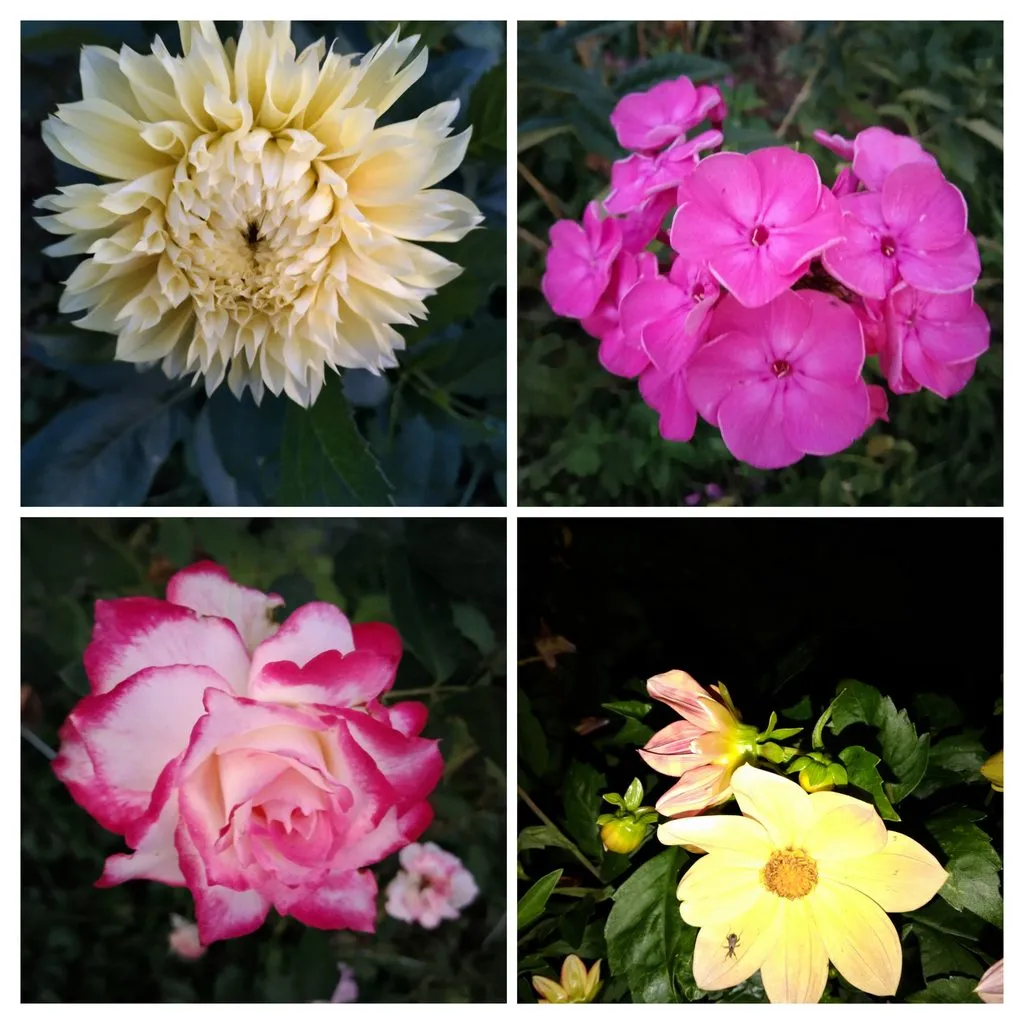 Чайная беседка