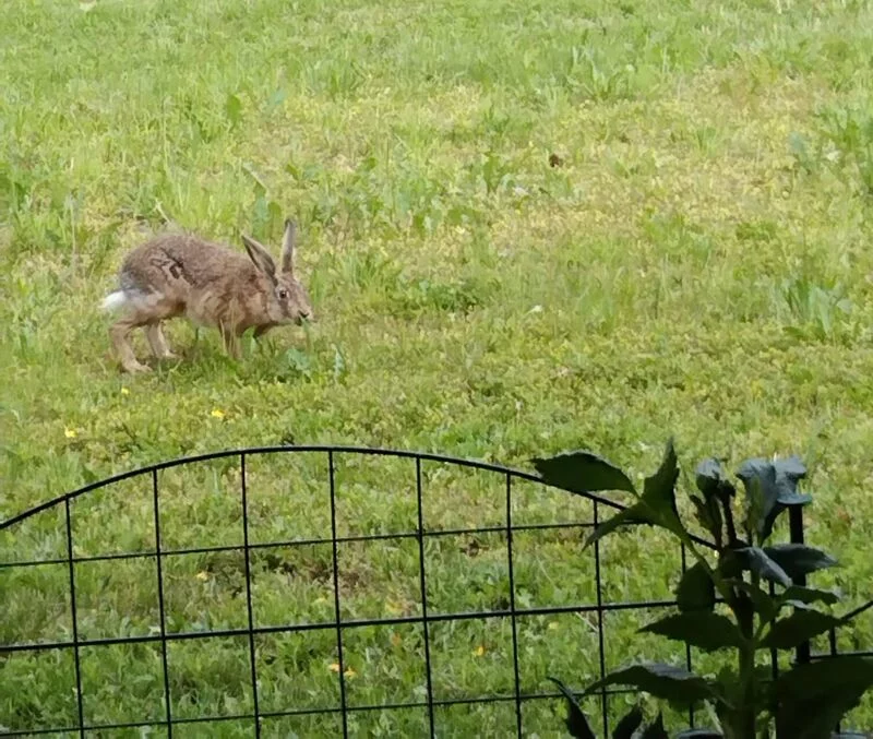 Чайная беседка