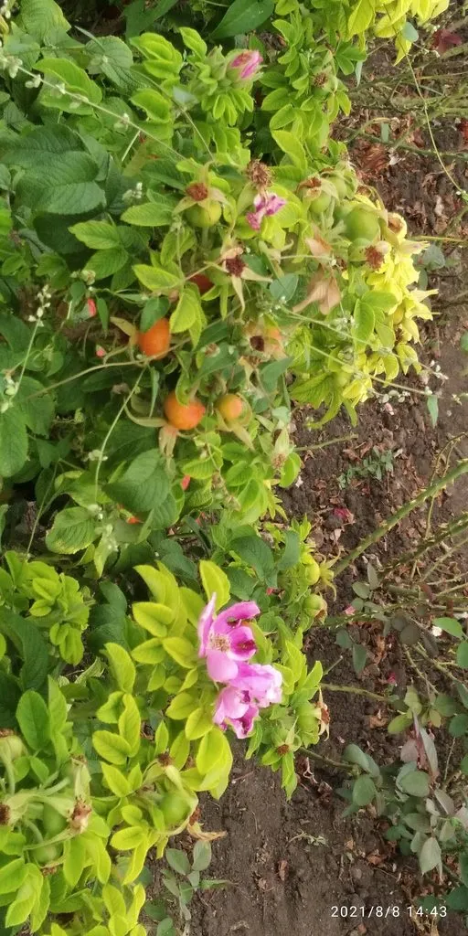 Tapтaлeтки & Ко