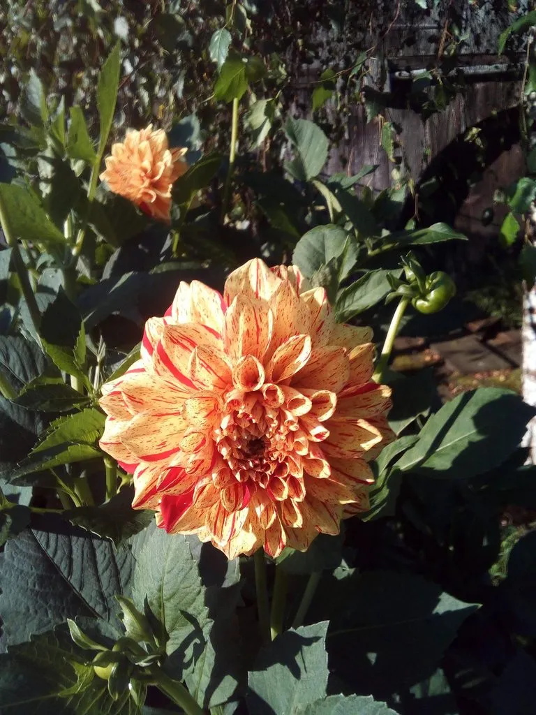 Чайная беседка