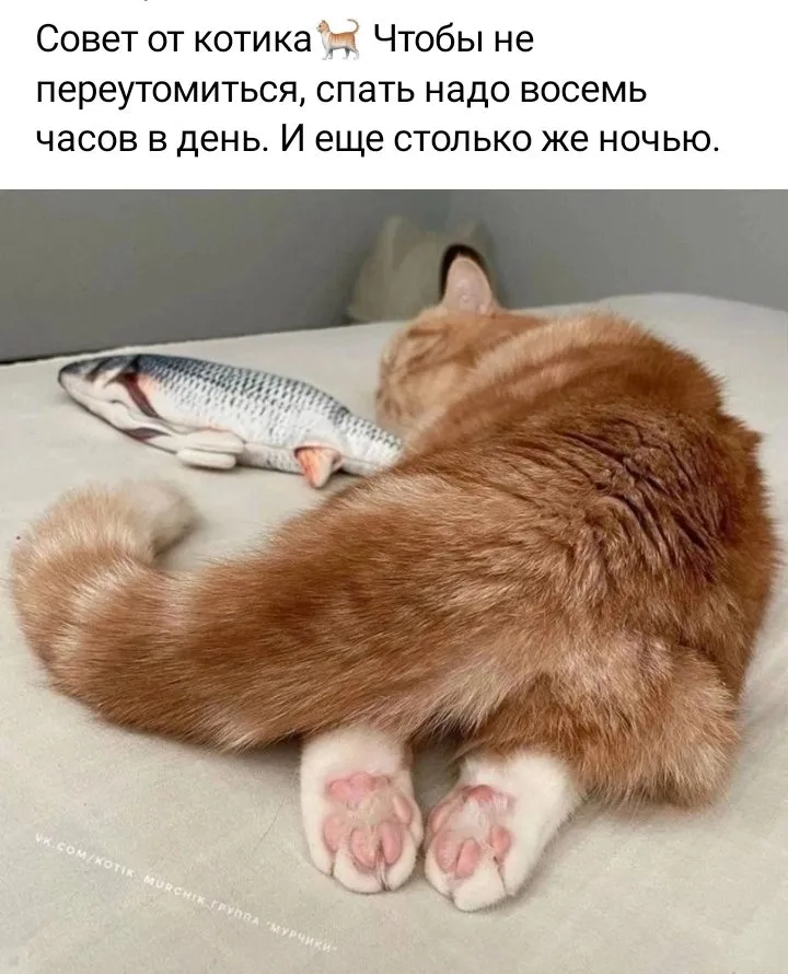 Кошичкина полиция