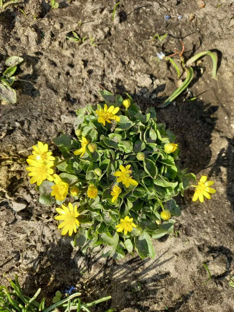 Чайная беседка