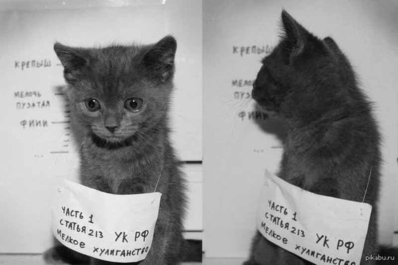 Кто сказал "Мяу"?