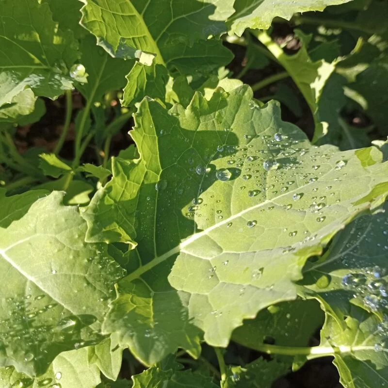 Фотонастроение