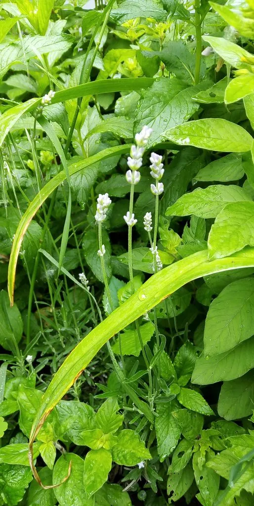 Чайная беседка